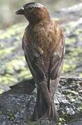 Grey-crowned Rosy Finch