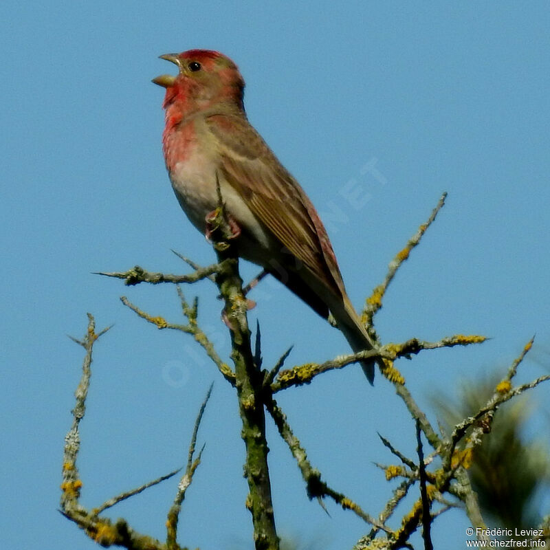 Common Rosefinch male adult breeding, identification, close-up portrait, song