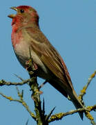 Common Rosefinch