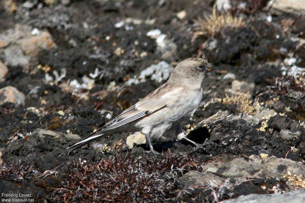 Roselin de Brandt1ère année, identification