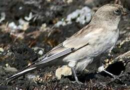 Brandt's Mountain Finch