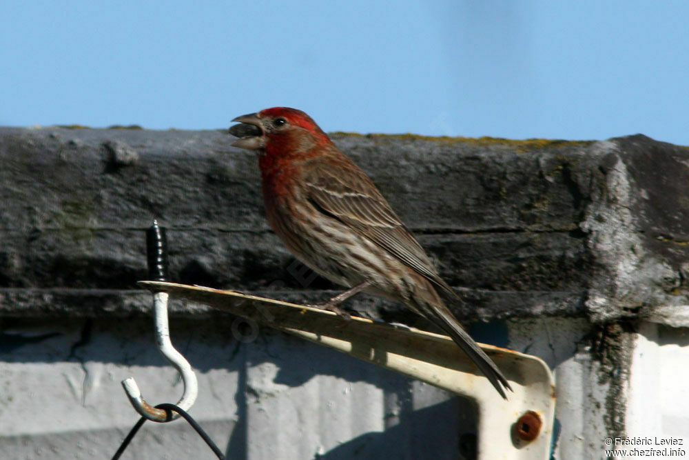 Roselin familier mâle adulte, identification