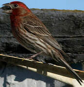 House Finch