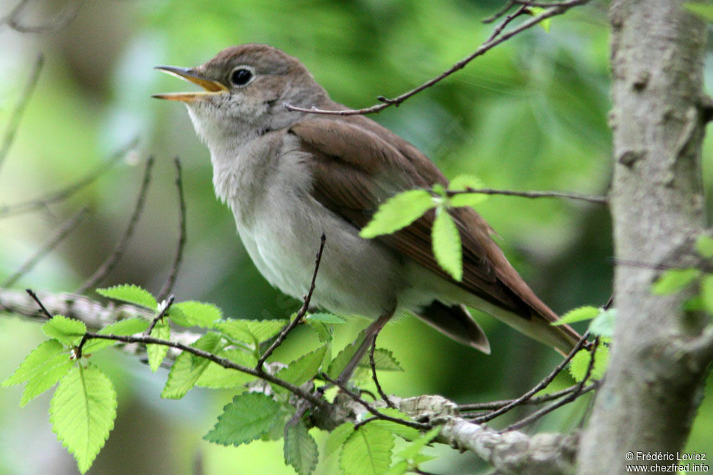 Common Nightingaleadult, identification