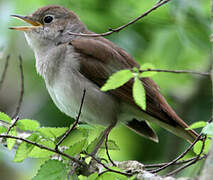 Common Nightingale