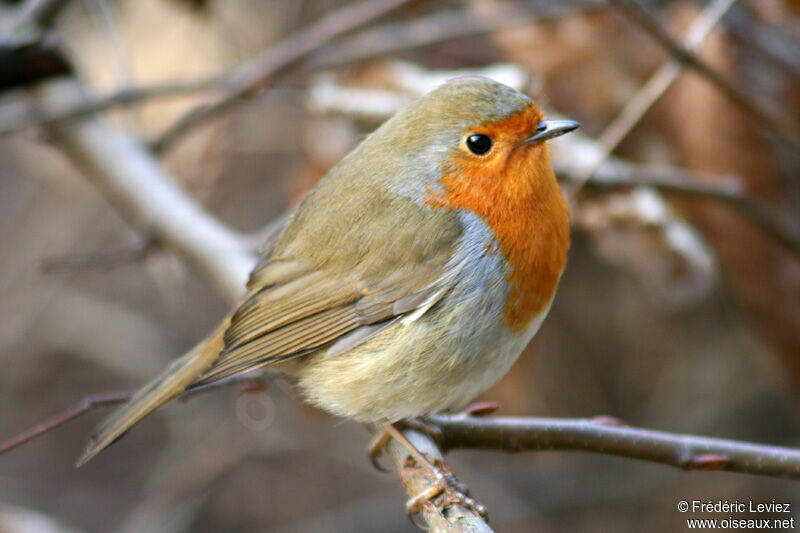 European Robin