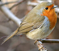 European Robin