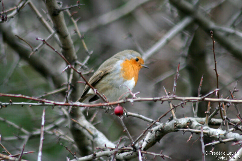 European Robinadult