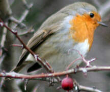 European Robin