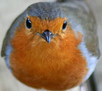 European Robin