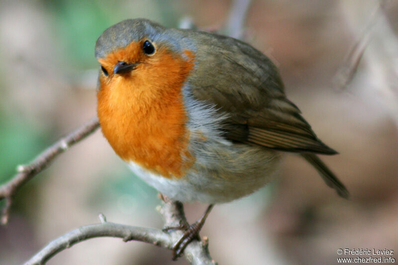 European Robinadult