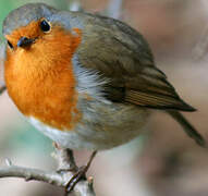 European Robin