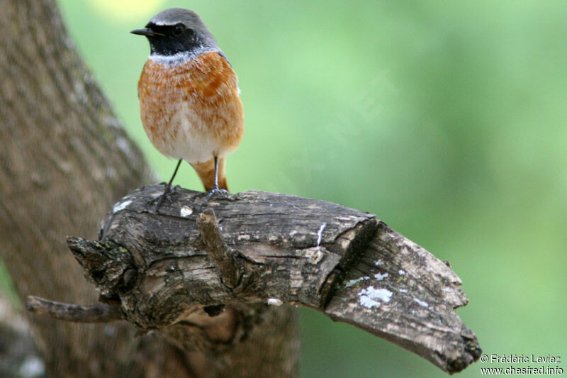 Common Redstartadult