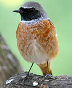 Common Redstart