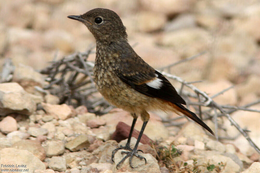 Rougequeue de Moussierjuvénile, identification