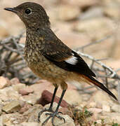 Moussier's Redstart