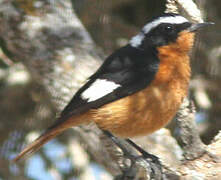 Moussier's Redstart