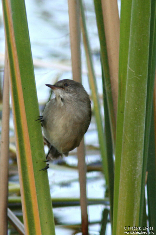 Lesser Swamp Warbleradult