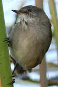 Lesser Swamp Warbler