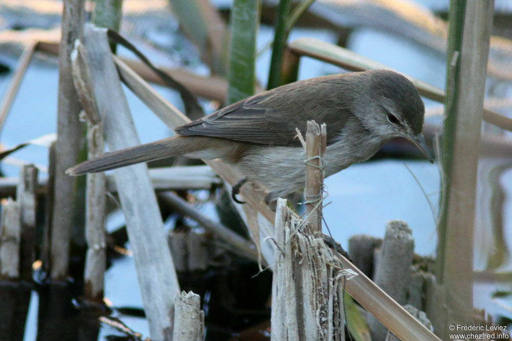 Lesser Swamp Warbler, identification