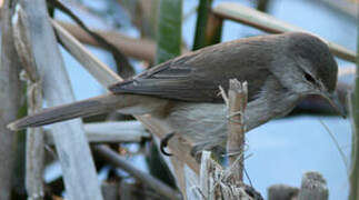 Lesser Swamp Warbler