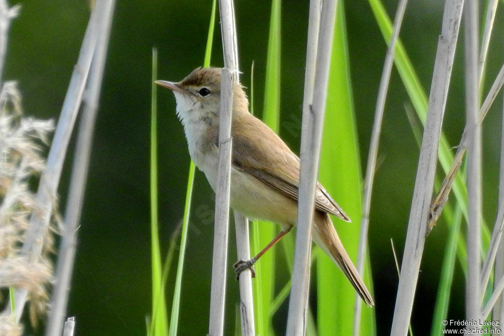 Common Reed Warbleradult, identification, close-up portrait