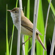 Common Reed Warbler