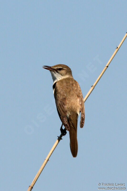 Great Reed Warbleradult, identification