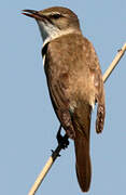 Great Reed Warbler