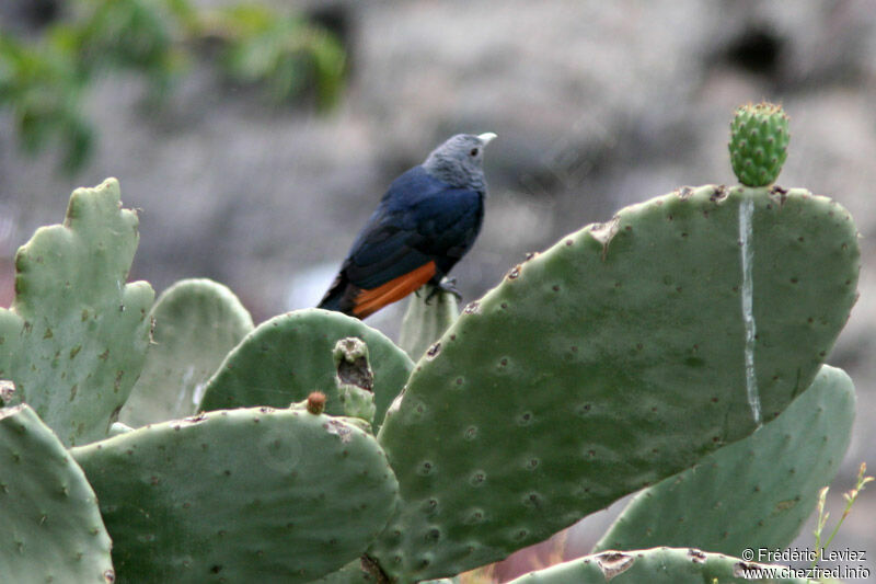 White-billed Starlingadult