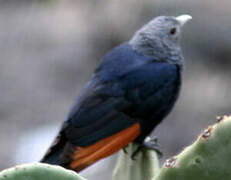 White-billed Starling