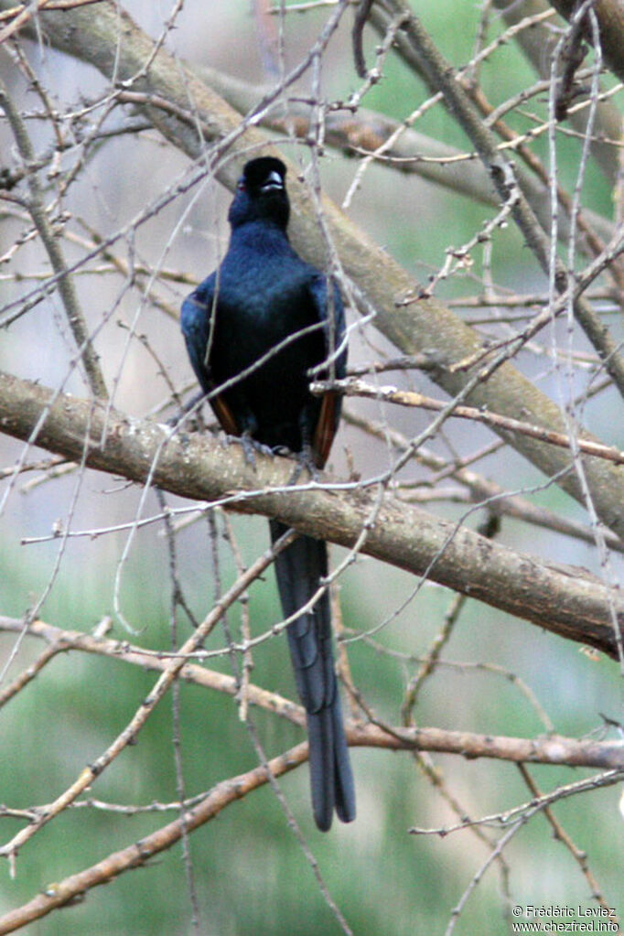 Rufipenne de Salvadoriadulte, identification