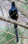 Bristle-crowned Starling