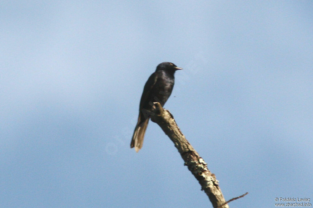 Stuhlmann's Starling