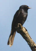 Stuhlmann's Starling