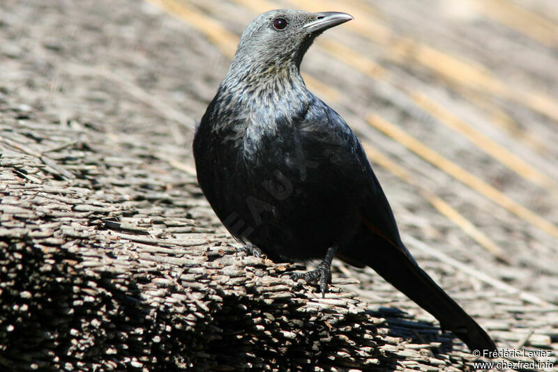 Red-winged Starling female adult, identification