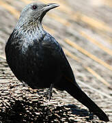 Red-winged Starling