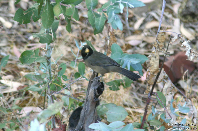 Golden-billed Saltator