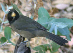 Golden-billed Saltator