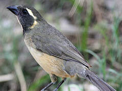 Golden-billed Saltator