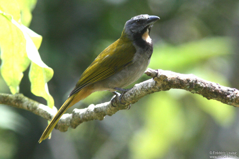 Buff-throated Saltatoradult, identification