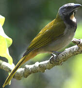 Buff-throated Saltator