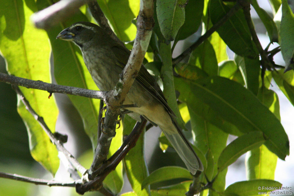 Saltator gros-becadulte, identification