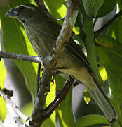 Lesser Antillean Saltator