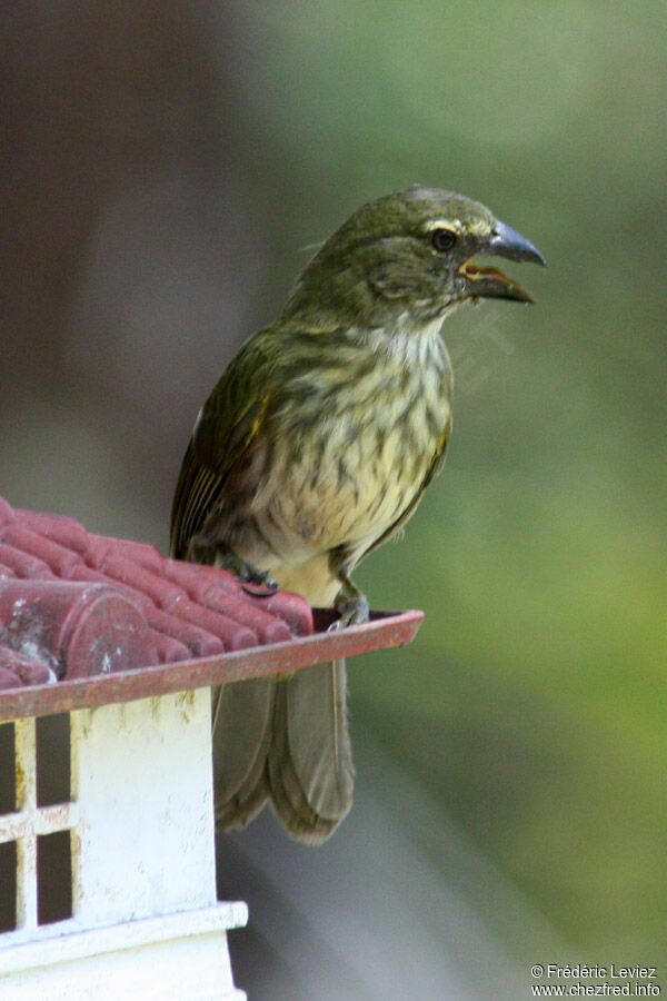 Saltator striéadulte, identification