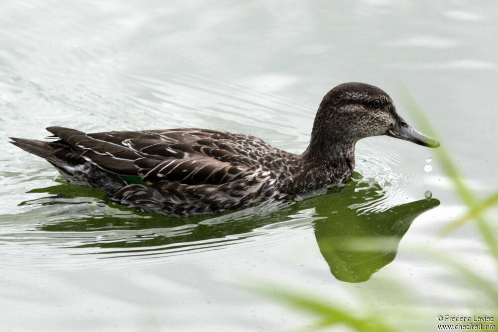 Green-winged Teal female adult, identification