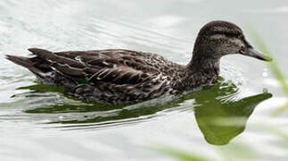 Green-winged Teal