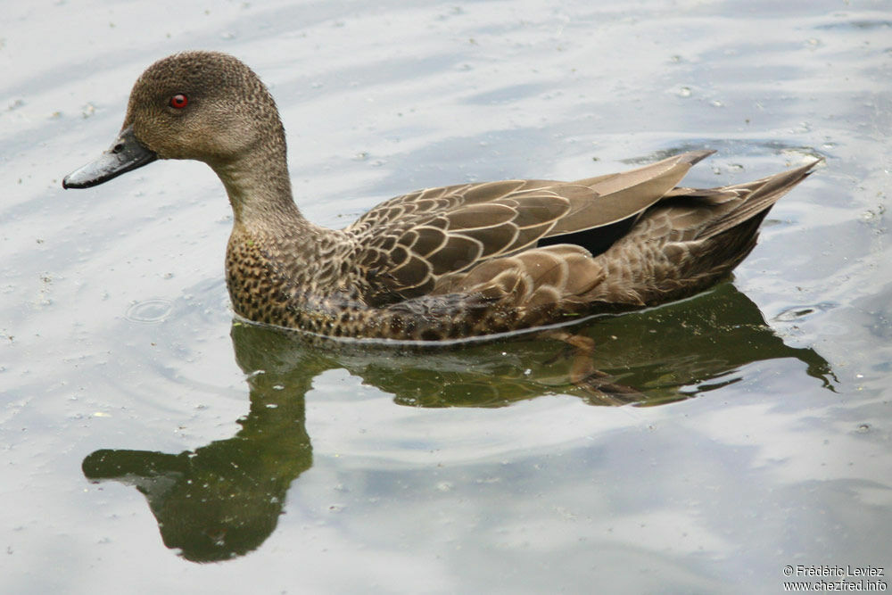 Grey Tealadult, identification