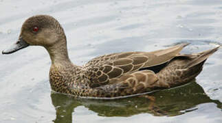 Grey Teal