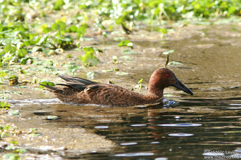 Cinnamon Teal male adult